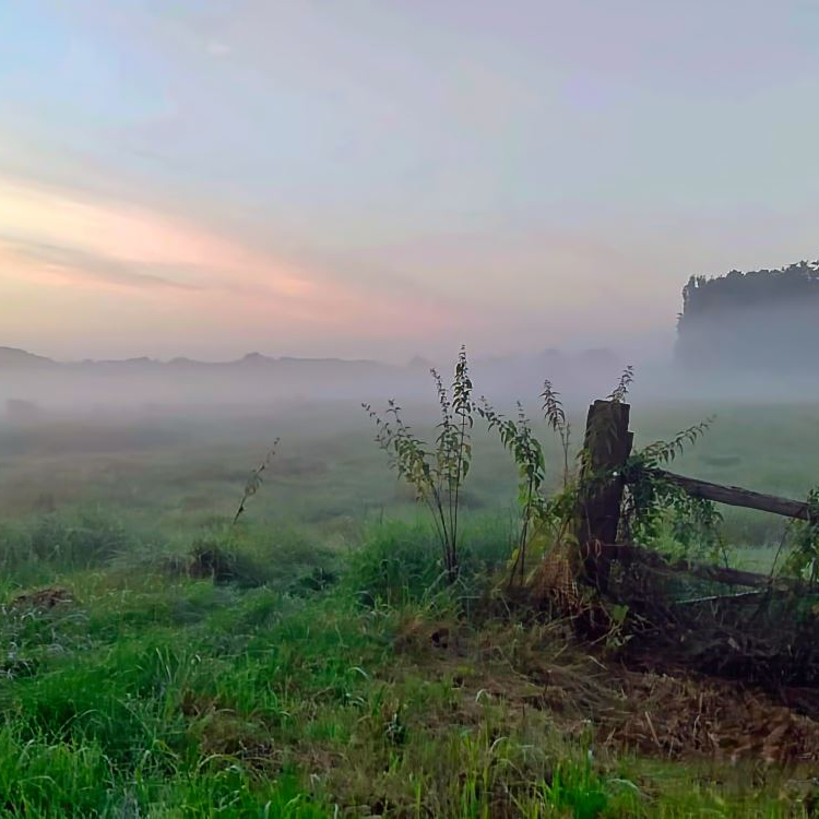 Morgennebel