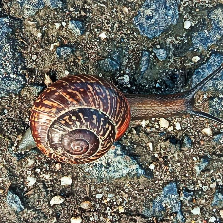 Baumschnirkelschnecke