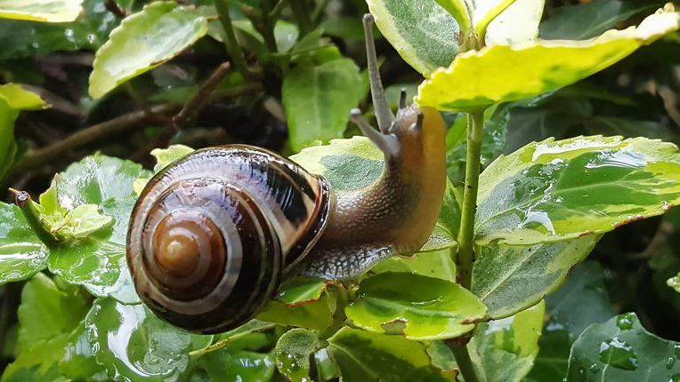 Gartenbänderschnecke