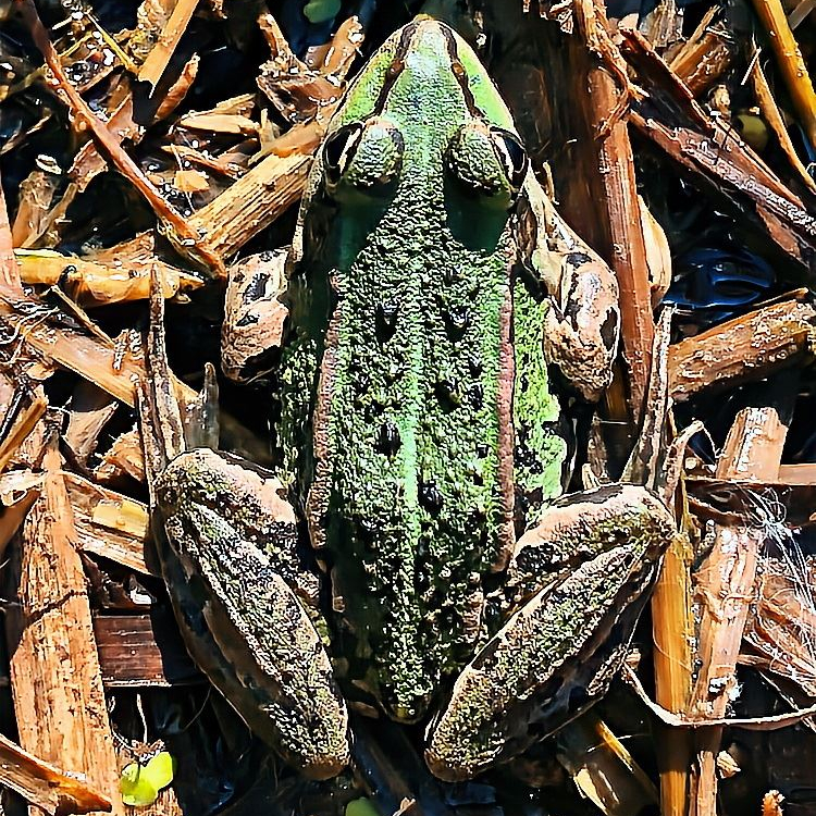 Wasserfrosch