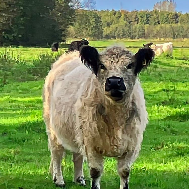 White Galloway