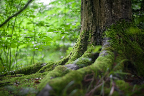 Grüner Baum in der Nähe von grünen Pflanzen