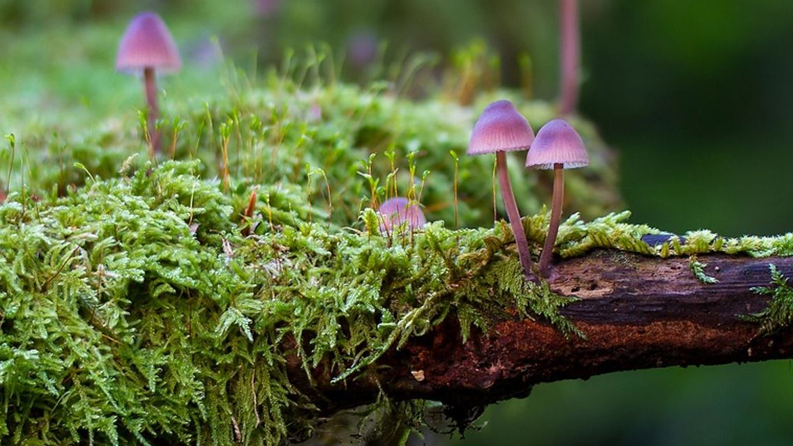 Naturaugenblicke - Pilze mit Moosflechte