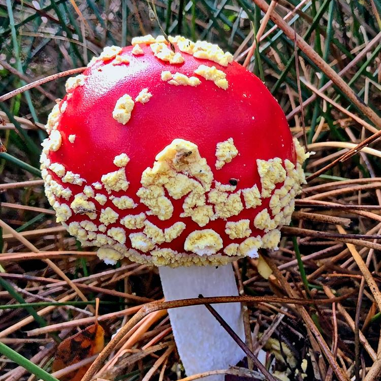 Fliegenpilz_2