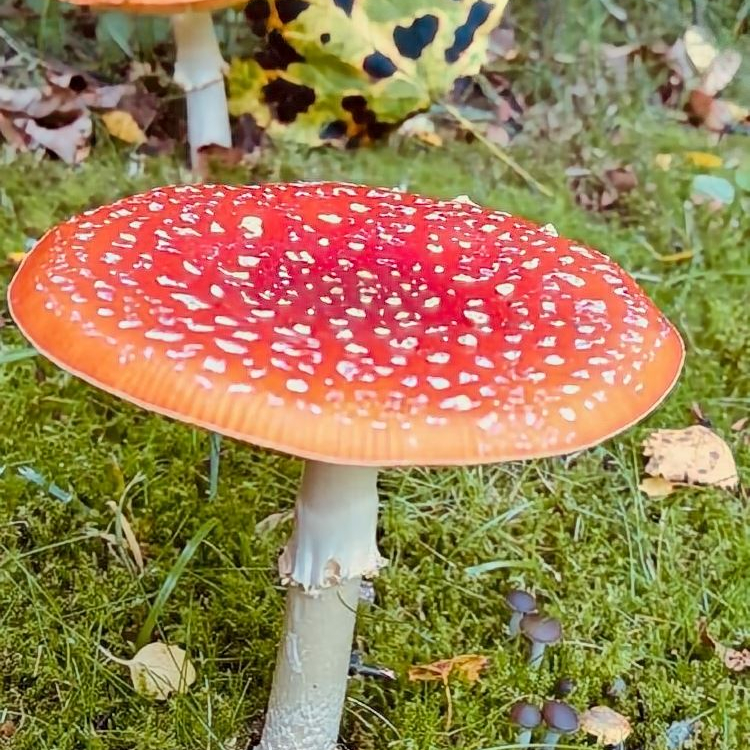 Fliegenpilz_3