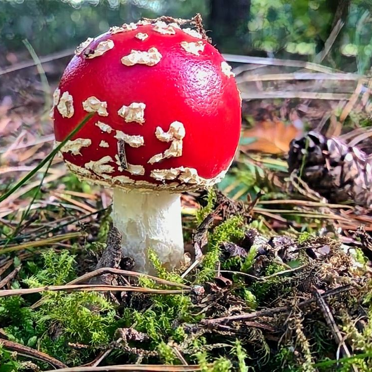 Fliegenpilz_4