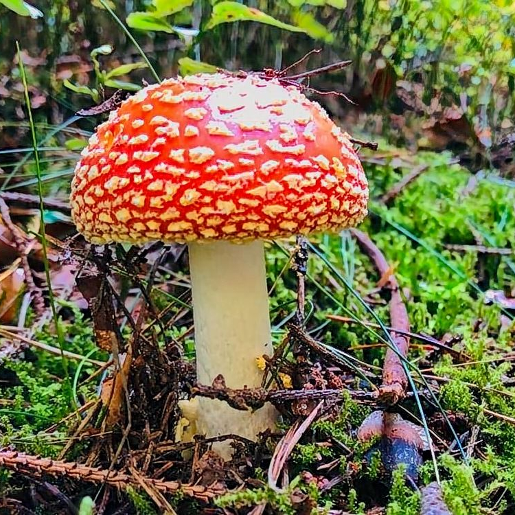 Fliegenpilz_5
