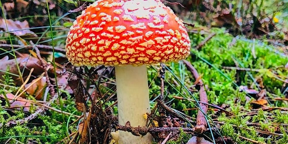 Fliegenpilz_5