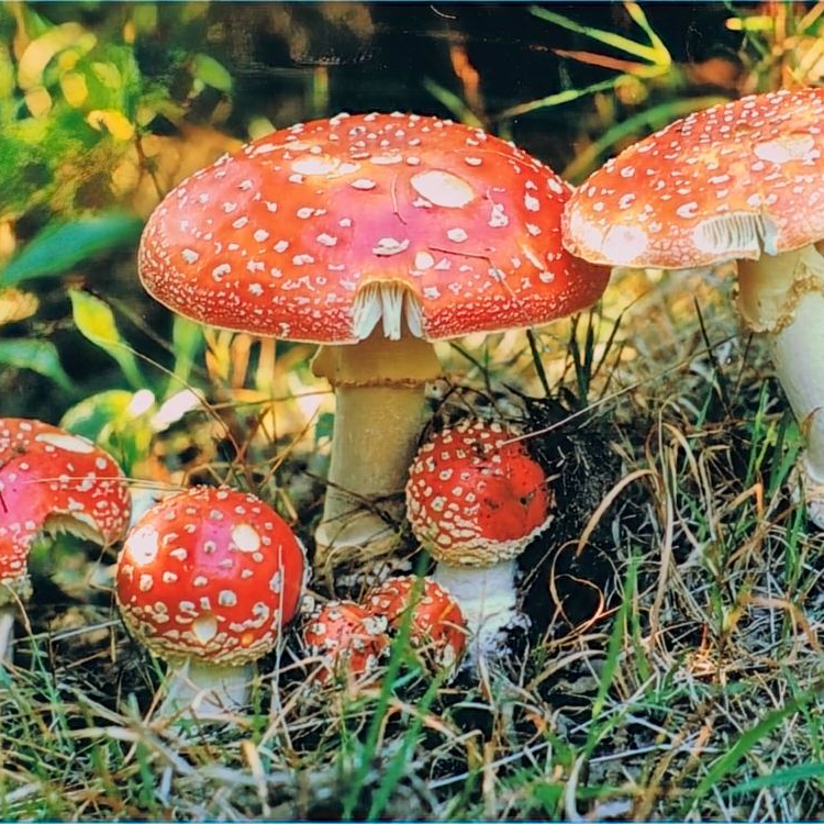 Fliegenpilz_6