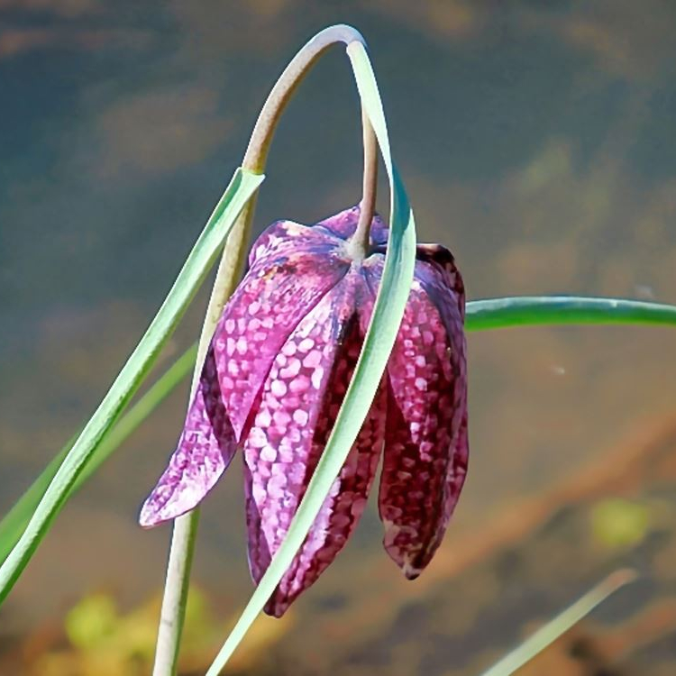 Schachblume